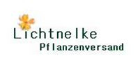 Lichtnelke